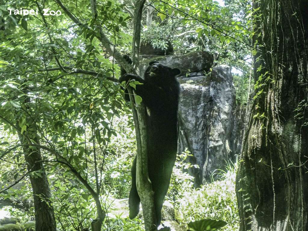 黑熊很擅长爬树