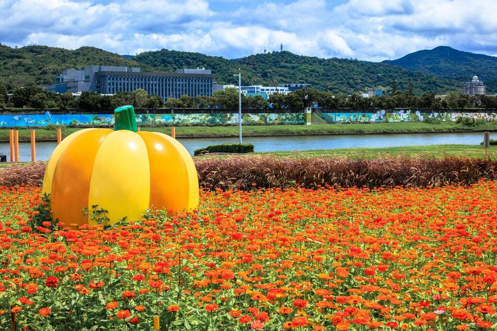 다자 허빈공원 황금빛 꽃물결 낭만개장