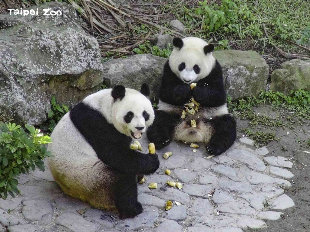 回顾一下2015年「圆仔」和妈妈在一起的珍贵画面(图片来源：台北市立动物园)