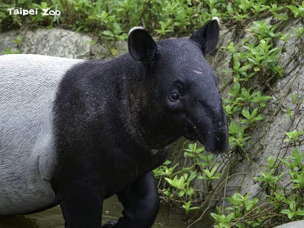 馬來貘「貘花豆」是8月10日生日(詹德川攝)(圖片來源：臺北市立動物園)