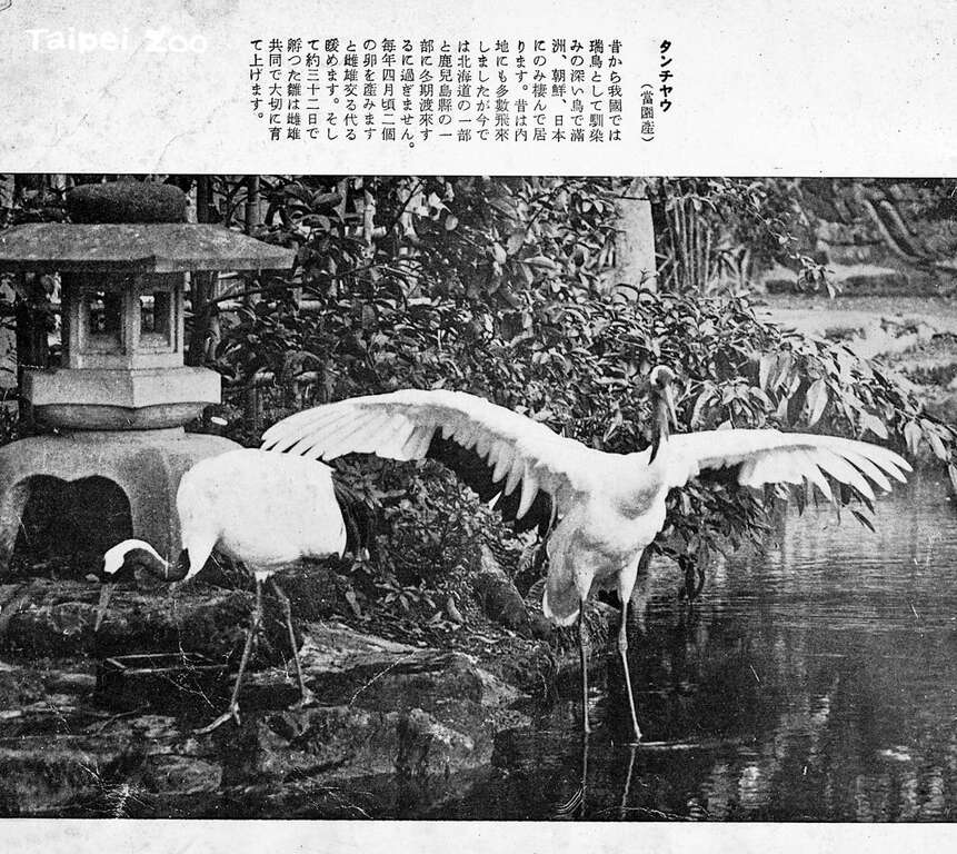 這並不是臺灣第一次繁殖丹頂鶴，臺灣照養丹頂鶴的紀錄最早在臺灣總督官邸(照片出自「臺北動物園寫真帖」)(圖片來源：臺北市立動物園)