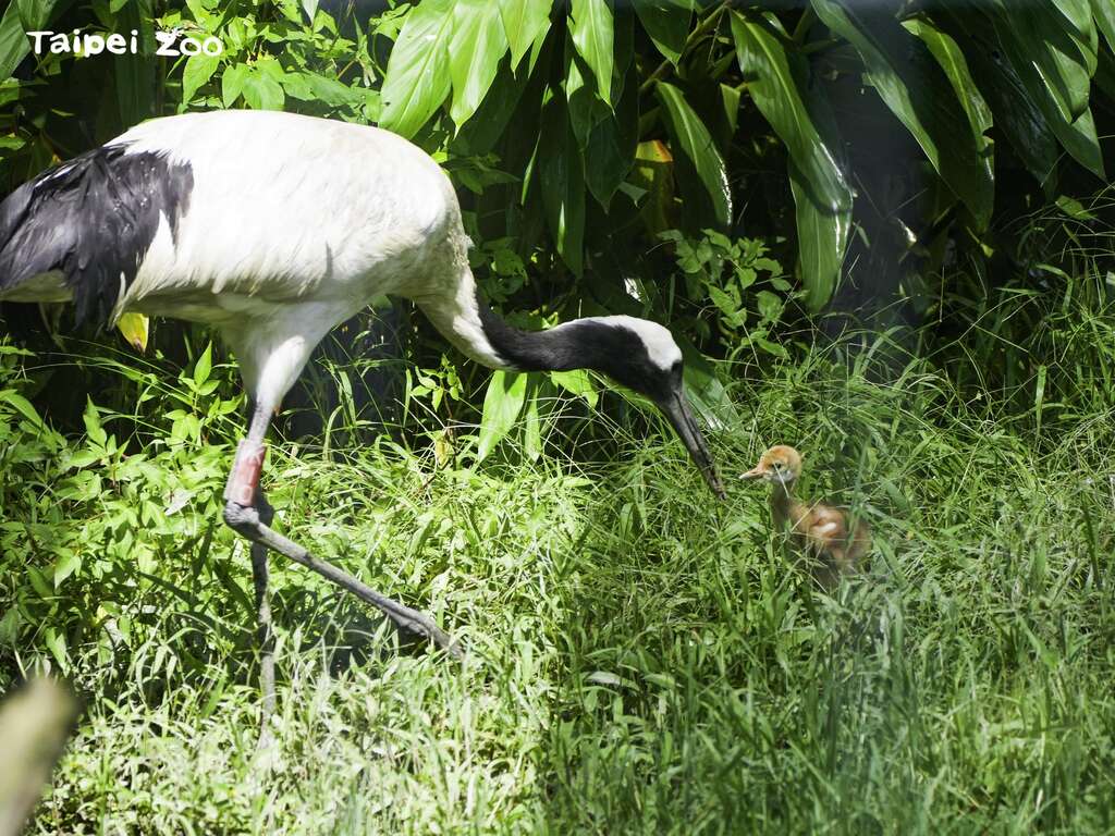 妈妈「KIKA」负责大部份喂养的责任(图片来源：台北市立动物园)
