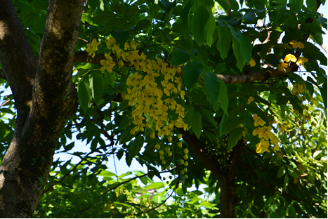 阿勃勒一串串鲜明黄色的花朵，造型若似一盏盏黄色吊饰。(图片来源：台北市政府工务局公园路灯工程管理处)