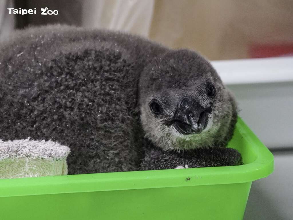 8月16日是黑腳企鵝週，地點在教育中心(圖片來源：臺北市立動物園)