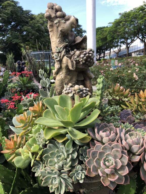 水亮光澤的綠色、紫色、粉色和深咖啡色葉片，帶來濃濃的清涼氣息，有些品種甚至呈現紅色的葉緣。(圖片來源：臺北市政府工務局公園路燈工程管理處)