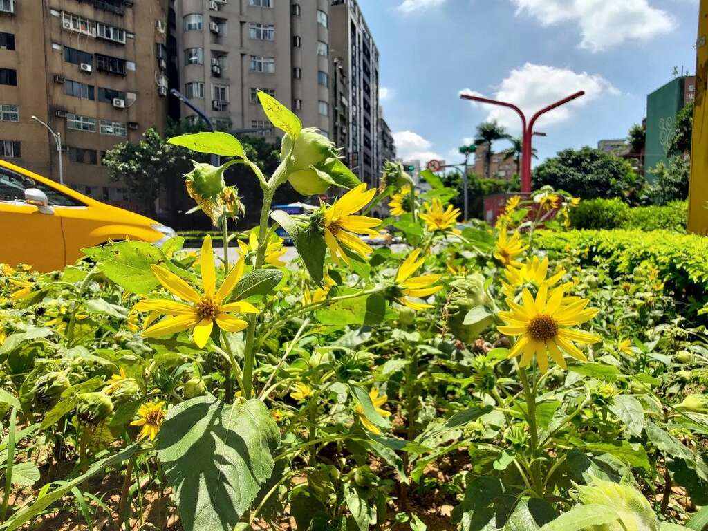 如夏日太陽一般熱情奔放的向日葵(圖片來源：臺北市政府工務局公園路燈工程管理處)