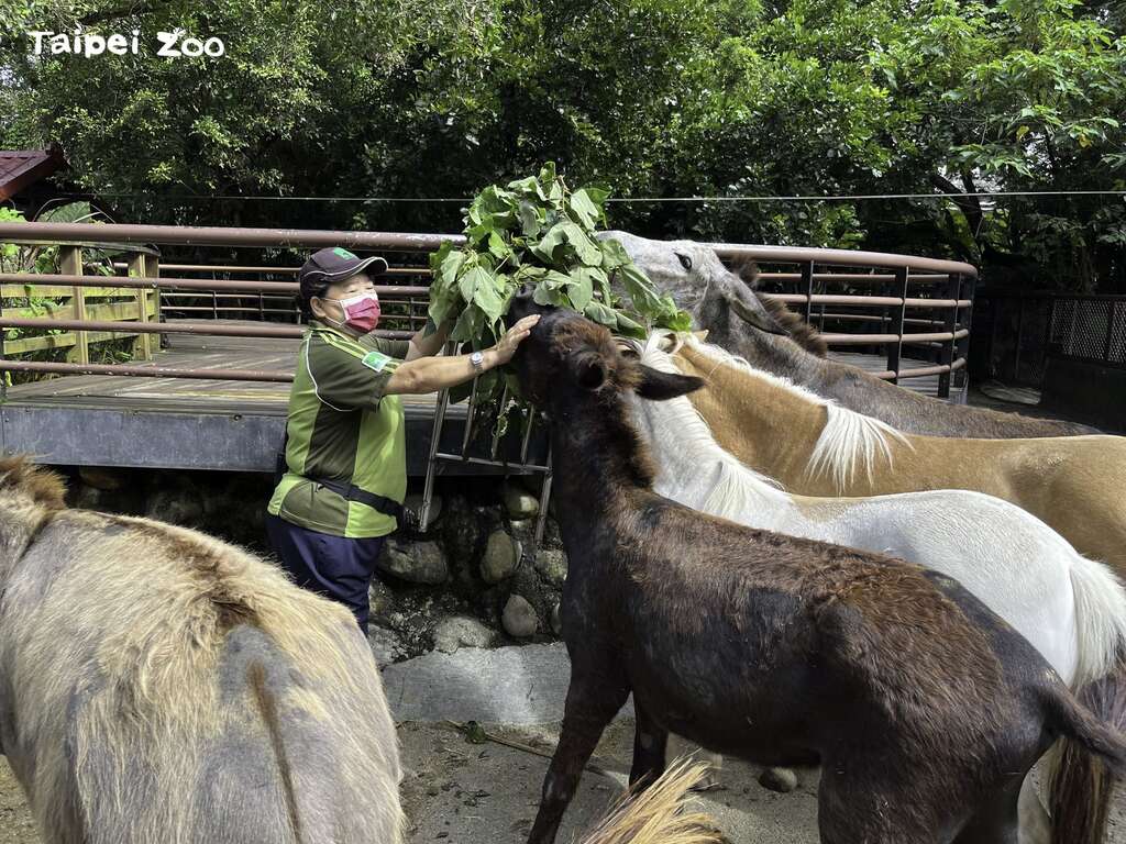 如果在动物园看到甚麽想不通的动物行为，仔细观察，小细节或许会透露玄机(图片来源：台北市立动物园)
