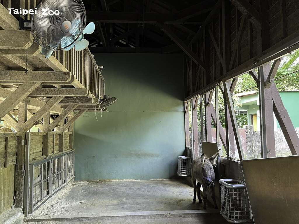 猜对了吗？原来是为了吹凉凉啦！(图片来源：台北市立动物园)