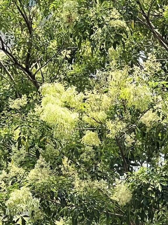 光蜡树果荚(图片来源：台北市政府工务局公园路灯工程管理处)