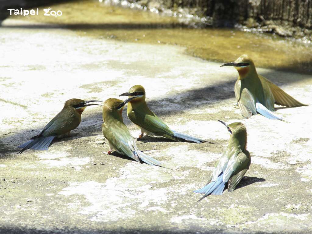 栗喉蜂虎晒日光浴(张馨予摄)(图片来源：台北市立动物园)