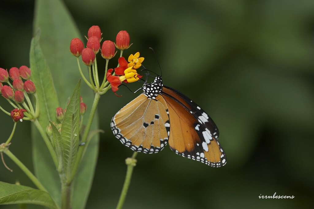 金斑蝶在马利筋上吸食蜜汁(图片来源：台北市动物保护处)