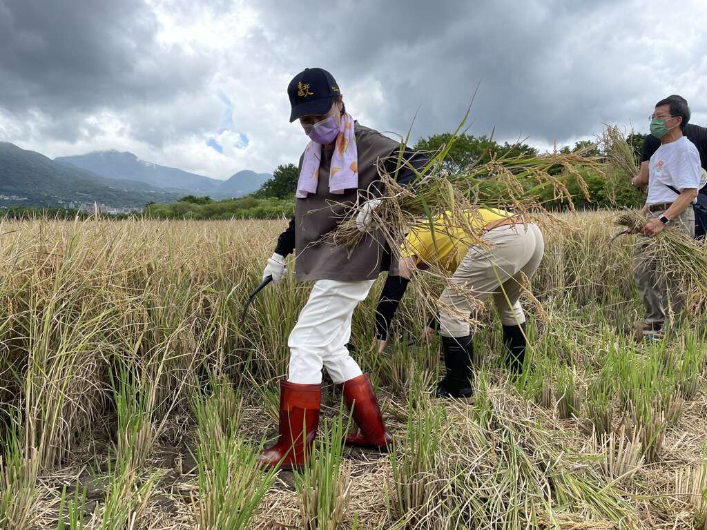 割稻体验(图片来源：台北市政府产业发展局)