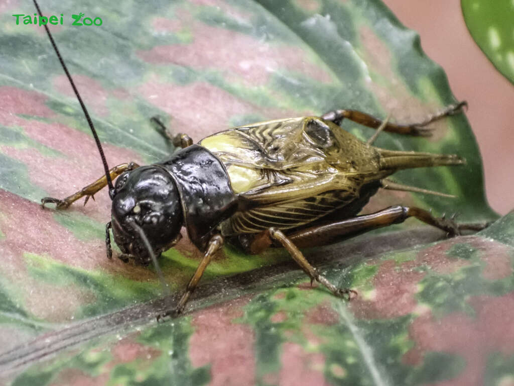 昆虫馆内的「土壤昆虫区」可近距离地观察到黄斑黑蟋蟀本尊哦！(图片来源：台北市立动物园)