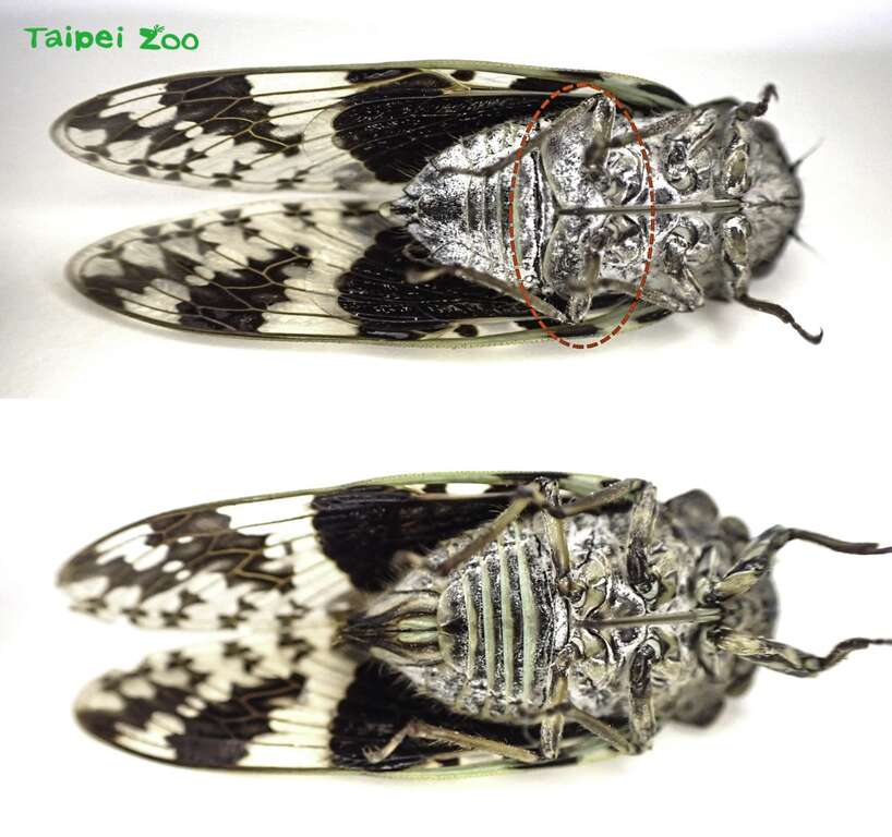 雄蝉(上图)的腹部具有鼓膜和共鸣箱(器)、下图为雌蝉(蟪蛄)(图片来源：台北市立动物园)