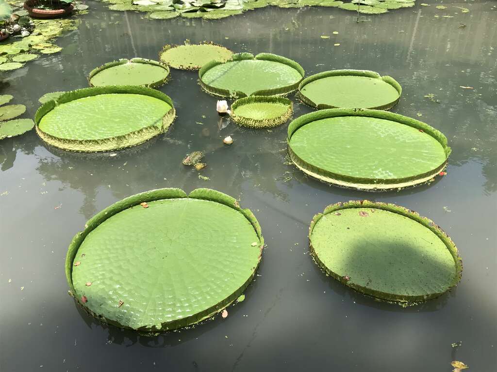 大王蓮是至德園水池的要角(圖片來源：臺北市政府工務局公園路燈工程管理處)