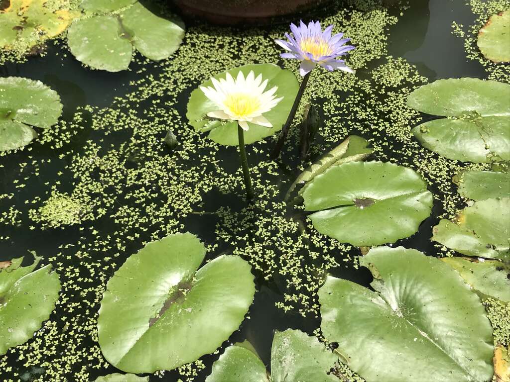白粉的睡蓮更顯清新(圖片來源：臺北市政府工務局公園路燈工程管理處)