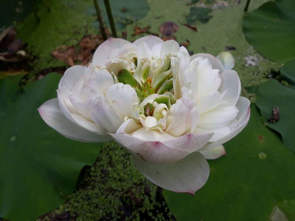 胭脂般的艷粉(圖片來源：臺北市政府工務局公園路燈工程管理處)