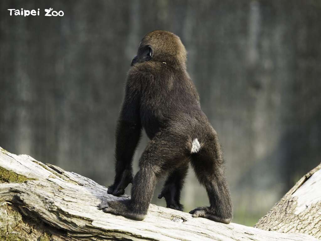 「Jabali」虽然个头娇小，但已有银背金刚猩猩的气势(詹德川摄)(图片来源：台北市立动物园)