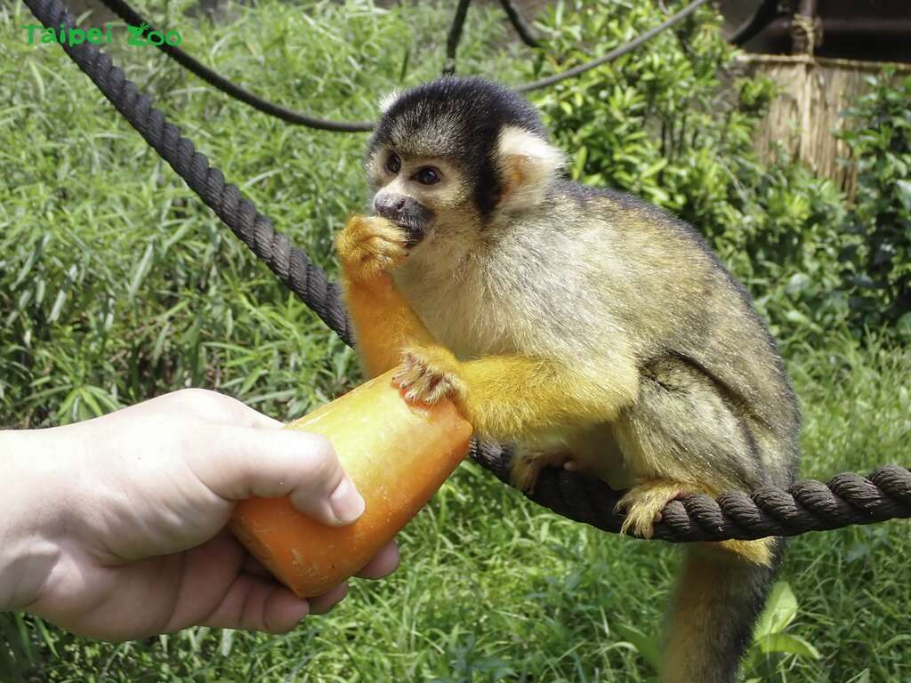 猴小妹：保育員請你幫我拿好，不然等一下就被搶走了(圖片來源：臺北市立動物園)