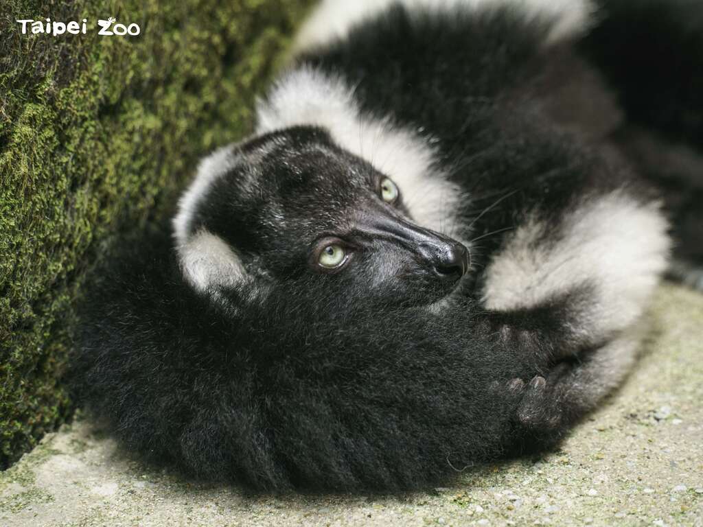 「依伍」：枕着尾巴睡最舒服了(图片来源：台北市立动物园)