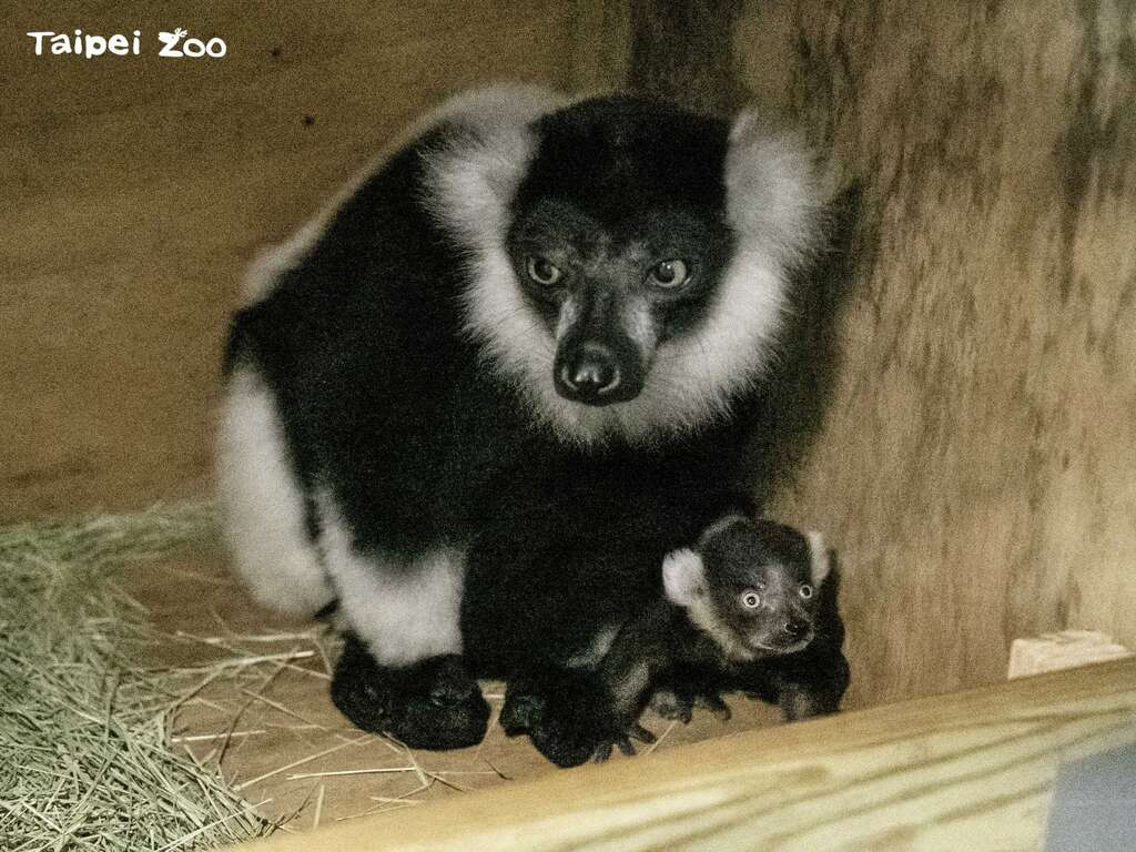 动物园会在育幼期间提供白颈狐猴妈妈一个独立的空间，直到新生的宝宝可以独自采食的时候，才会开始混群(图片来源：台北市立动物园)