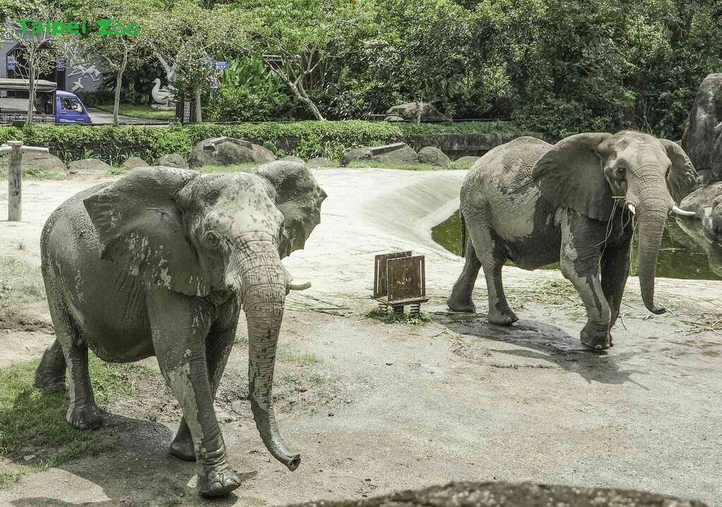 非洲象聽到保育員拖桑樹葉發出的聲音，興奮到眼睛和耳朵都打開了(左「千惠」、右「美代」)(圖片來源：臺北市立動物園)