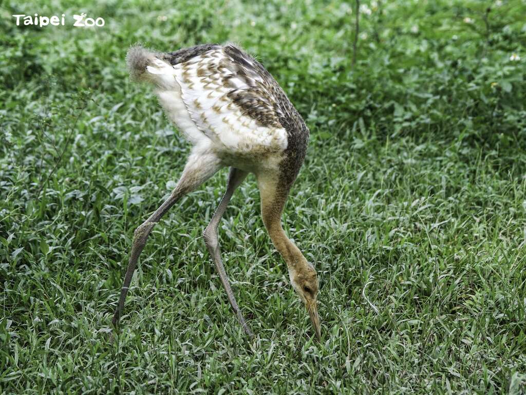 動物園將在9月9-16日舉辦新生丹頂鶴寶寶的命名活動(圖片來源：臺北市立動物園)