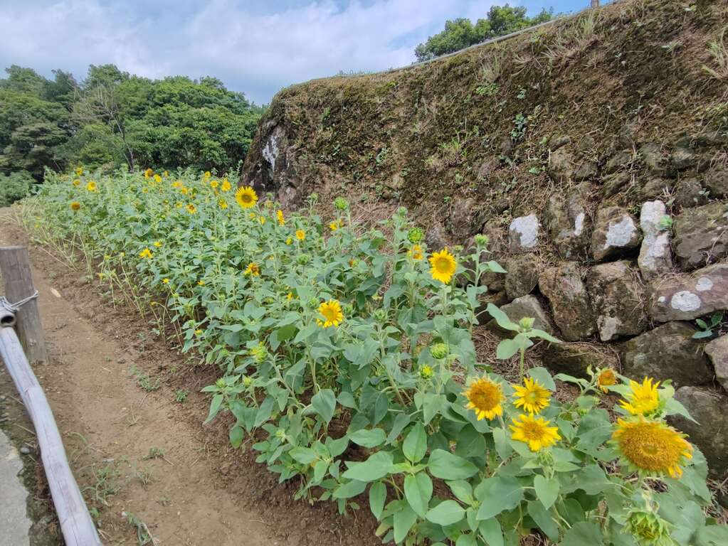 梯田花况(图片来源：台北市政府工务局大地工程处)