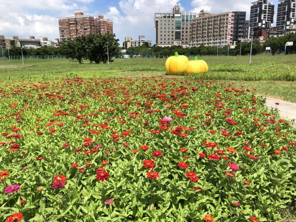 中正河滨公园撒下百日草花籽，近期已陆续开花(图片来源：台北市政府工务局水利工程处)