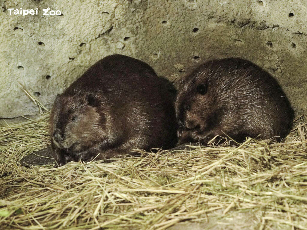 一歲多的河狸「薯餅」體型已經跟媽媽「羅娜」不相上下(詹德川攝)(圖片來源：臺北市立動物園)