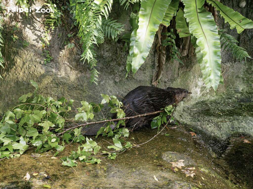 帶有嫩綠樹葉的樹枝是河狸的最愛(圖片來源：臺北市立動物園)