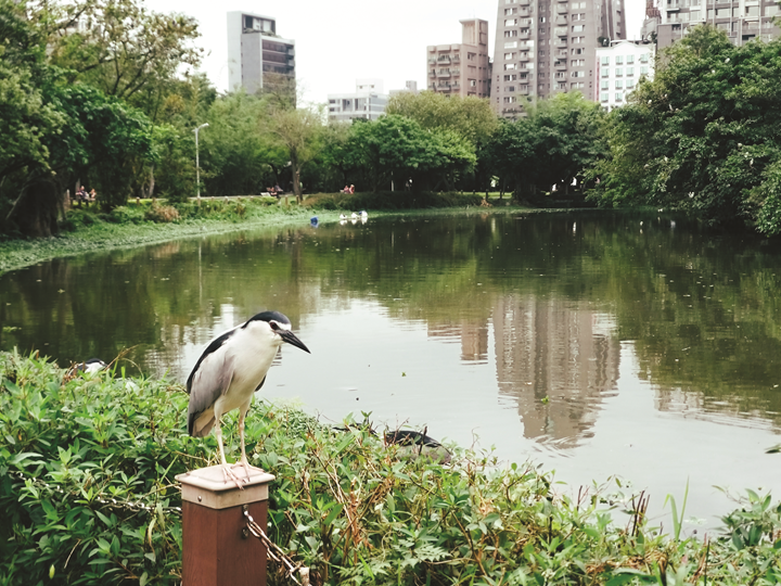 大安公園賞鳥-17-Enhanced-Edited (Copy)