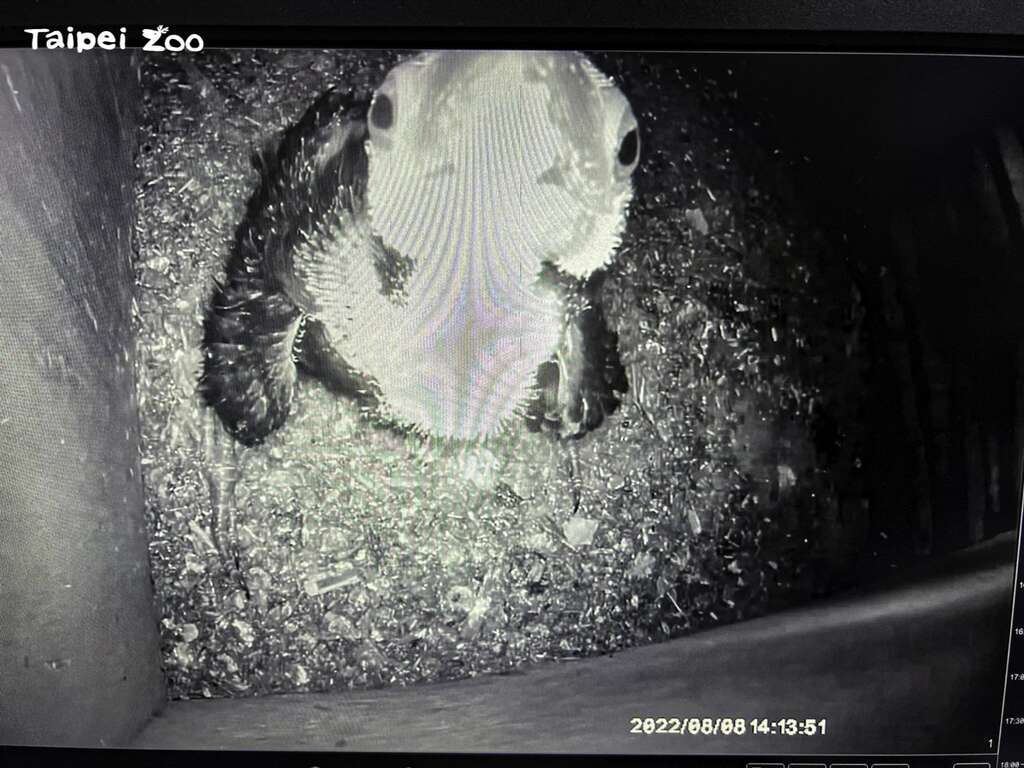 大巨嘴鳥寶寶：咦！有人在偷看我嗎？(張詠翔提供)(圖片來源：臺北市立動物園)