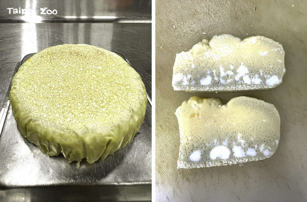 保育員將蛋殼、蛋白、蛋黃全部攪拌在一起，做成蒸蛋的形式，讓大巨嘴鳥的親鳥沒辦法挑食(張詠翔攝)(圖片來源：臺北市立動物園)