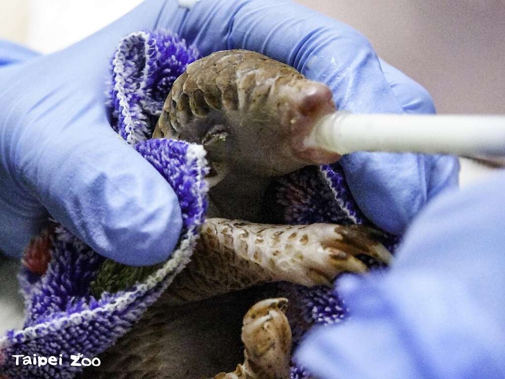 「NaNa」是2020年10月底救伤收容的个体(图片来源：台北市立动物园)