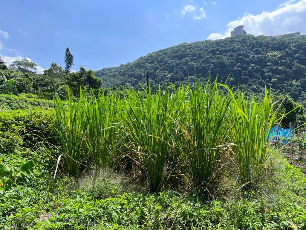 筊白筍季農事體驗，近距離感受農村生態(圖片來源：臺北市政府工務局大地工程處)