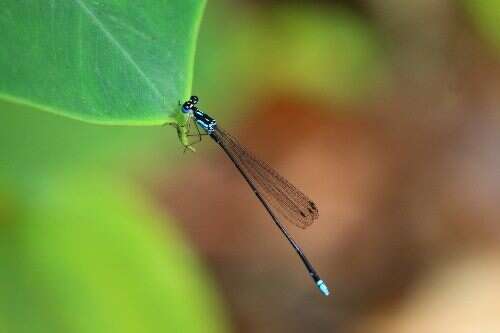 Coeliccia cyanomeoias Photography by Liao Huan-Zhan