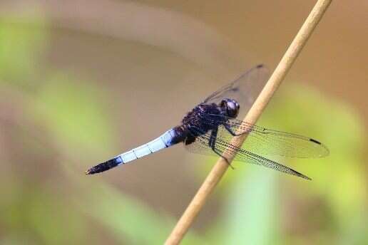 Orthetrum triangular Photography by Liao Huan-Zhan
