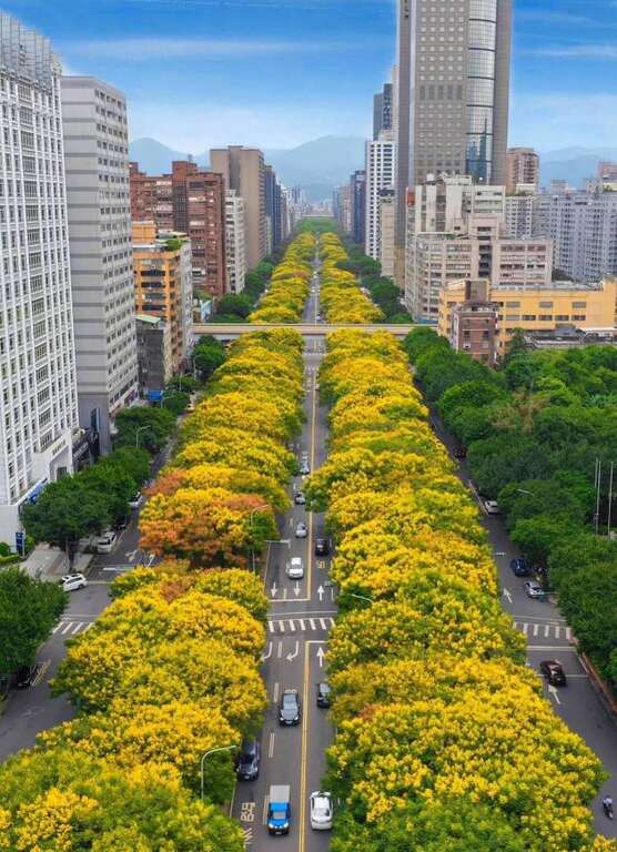 敦化南路的台湾栾树开满黄花(图片来源：台北市政府工务局公园路灯工程管理处)