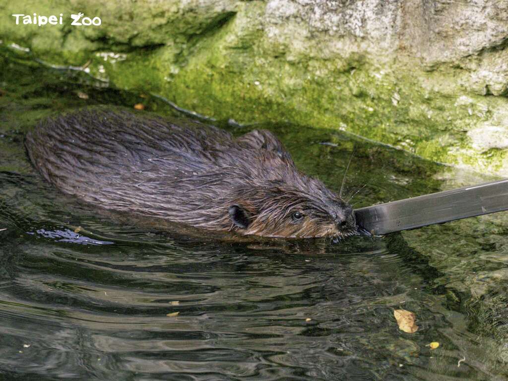 ビーバーのダム暮らし-飼育員は体力勝負