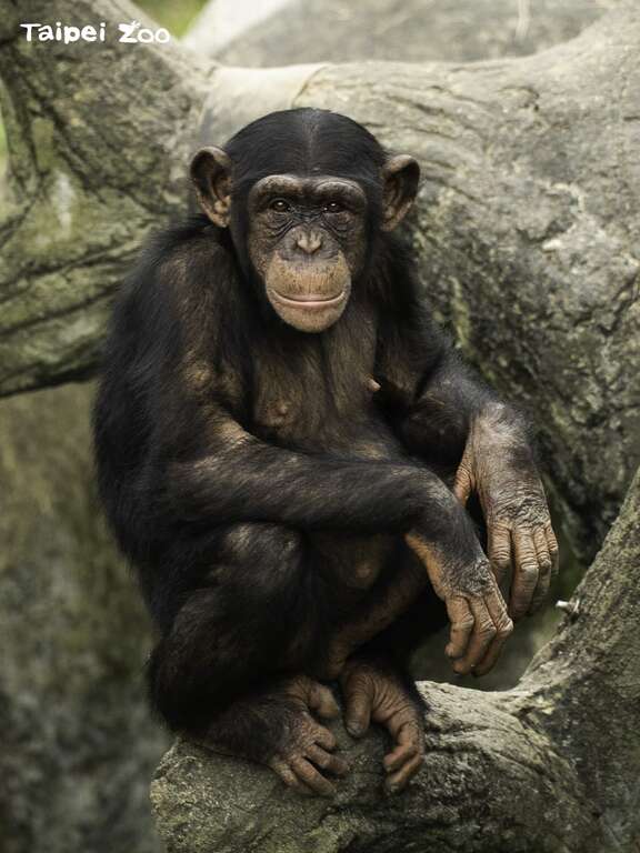 下次到动物园参观时，带着尊重和包容的态度，或许你会发现黑猩猩想要和你做朋友哦！(图片来源：台北市立动物园)