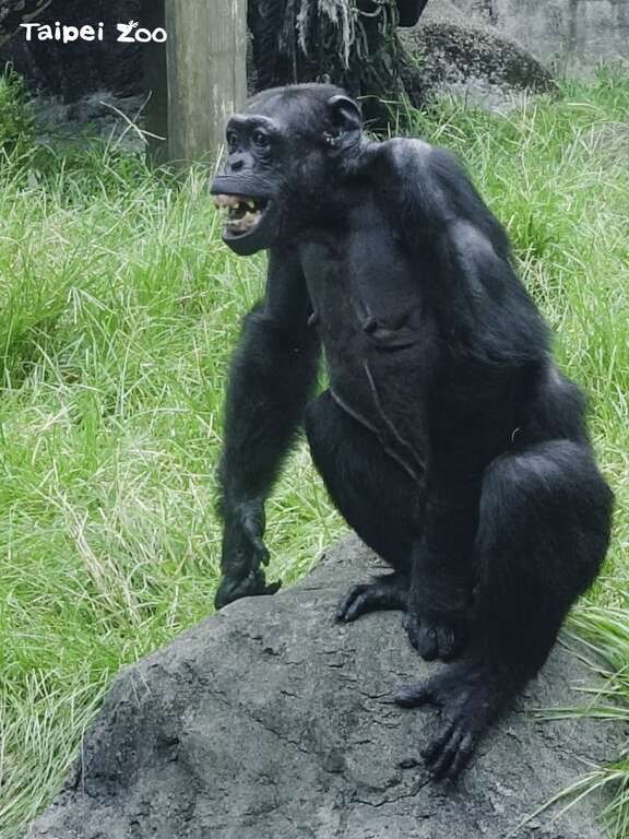 露出牙龈和两排牙齿，看似人类微笑、开心的模样，其实是黑猩猩表示恐惧或威吓的表现(图片来源：台北市立动物园)