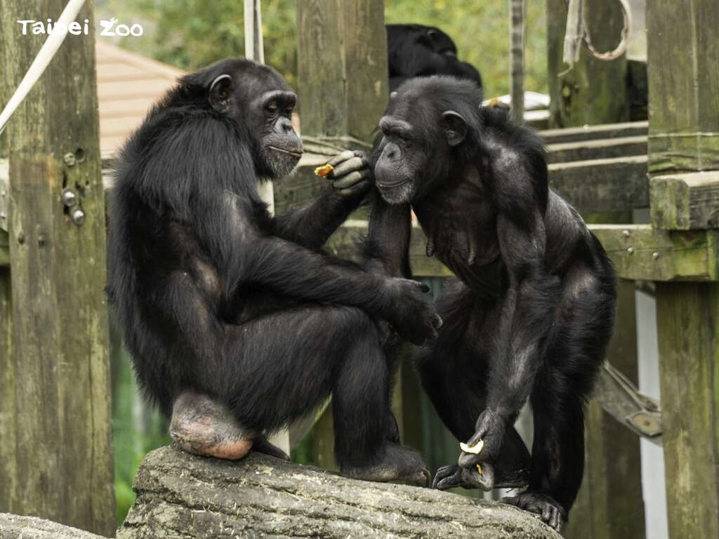 黑猩猩透过肢体动作与表情能够让他们在群体生活间，互相传达彼此的情绪与对话(图片来源：台北市立动物园)