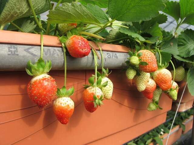 位於內湖區的白石湖草莓園，盛產季為每年3、4月左右。.jpg