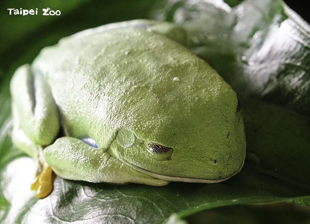 紅眼樹蛙是生活於中南美洲的一種夜行性青蛙(圖片來源：臺北市立動物園)