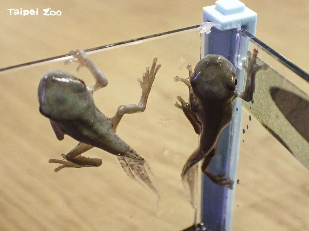 红眼树蛙的蝌蚪长出四肢(图片来源：台北市立动物园)