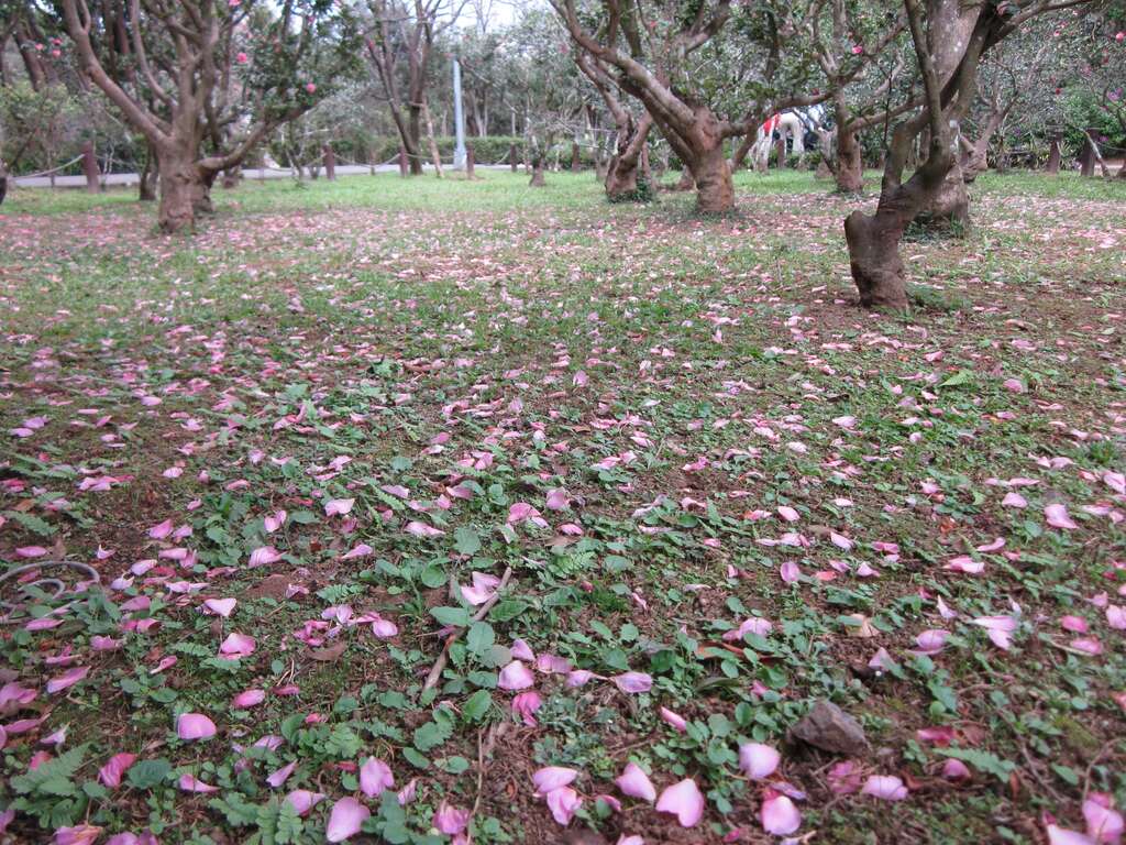 茶梅花毯(圖片來源：臺北市政府工務局公園路燈工程管理處)