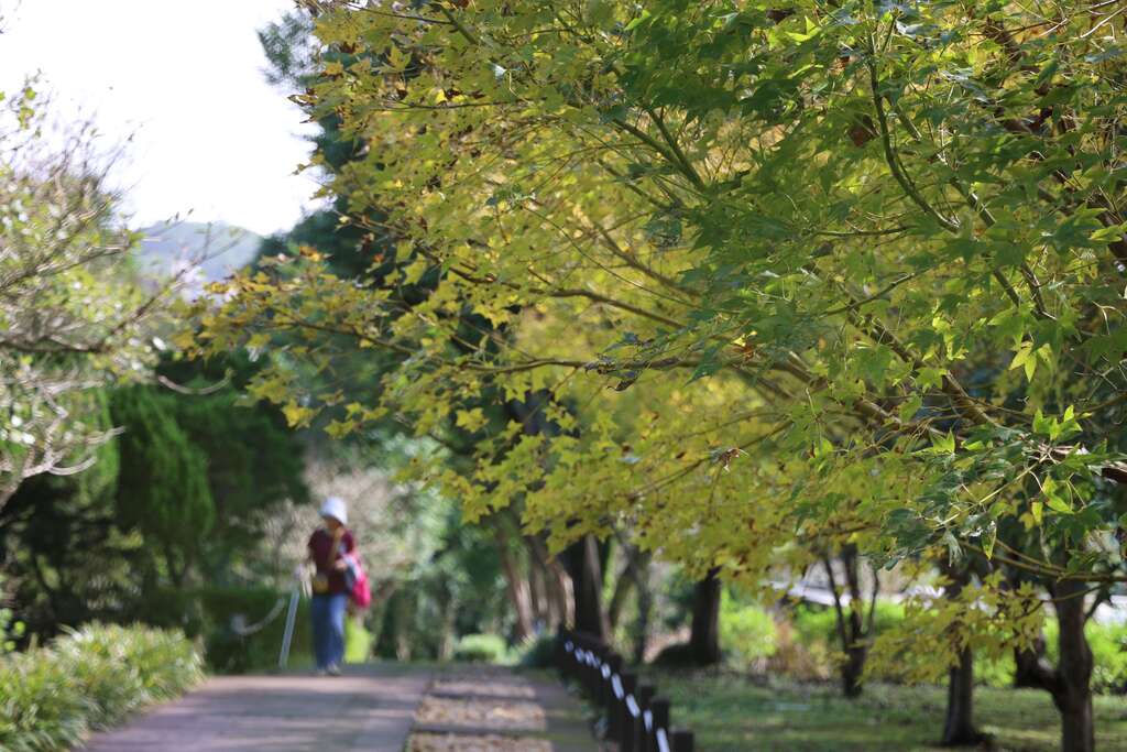 遊客散步黃楓步道(圖片來源：臺北市政府工務局公園路燈工程管理處)