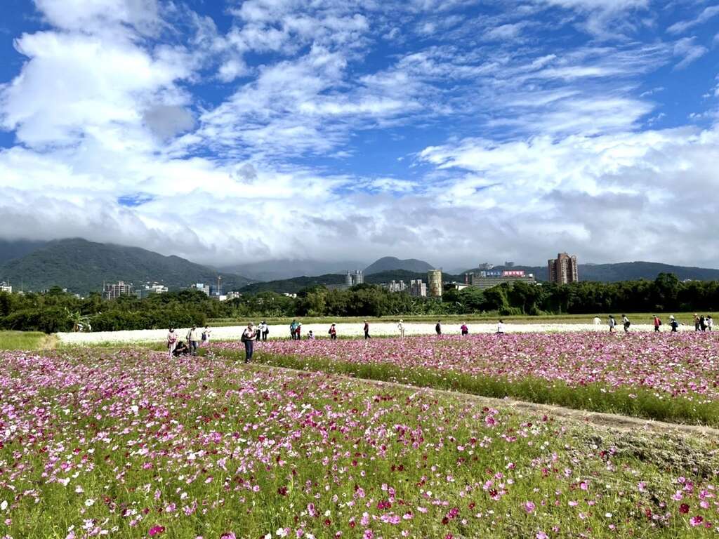 关渡花海视线相当辽阔(图片来源：台北市政府工务局)