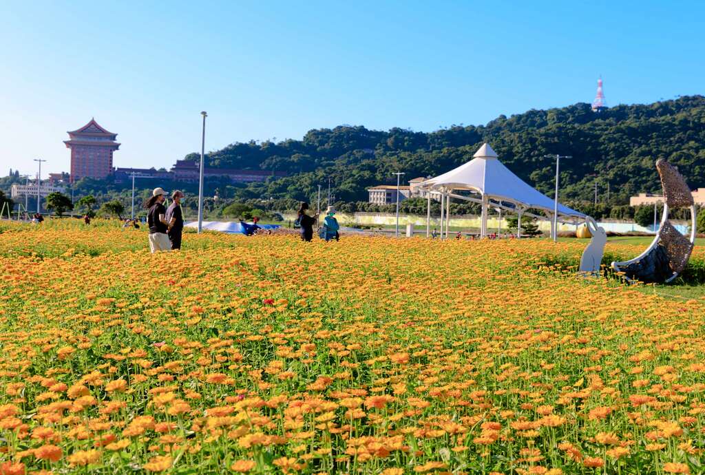 金黃色系百日草陸續開展中(圖片來源：臺北市政府工務局水利工程處)